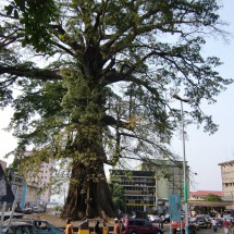 Huge cotton tree in the center of Freetown